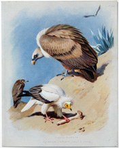 British Birds by Archibald Thorburn (1918)